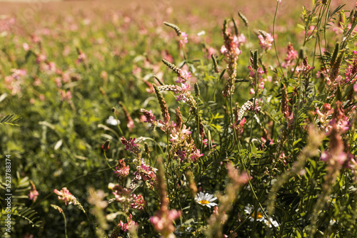 Fleurs des champs en gros plan 