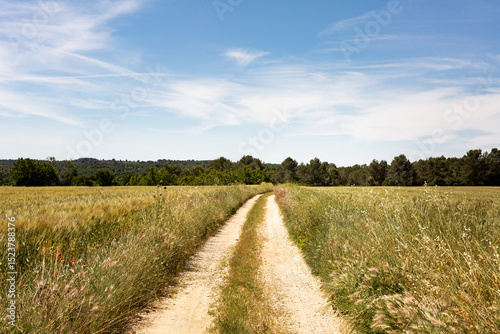 Chemin de terre en campagne au milieu des champs de céréales avec forêt verte et ciel bleu en arrière plan