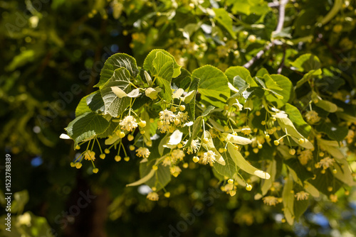 Fleurs de tilleul ensoleillées sur une branche en gros plan