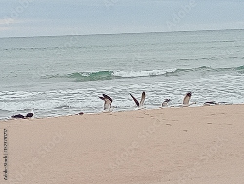 Birds starting to fly  photo