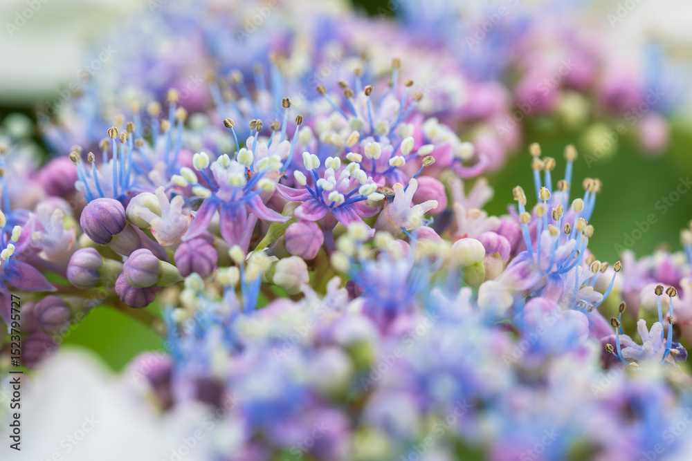 Obraz premium hydrangea