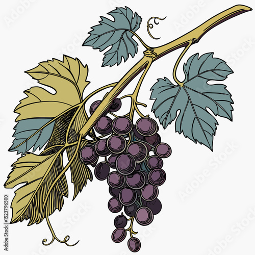 grapes and green lef vector on withe background
