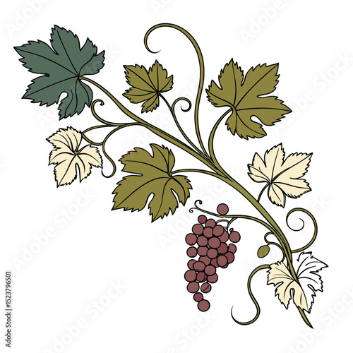 grapes and green lef vector on withe background