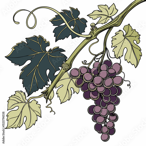 grapes and green lef vector on withe background
