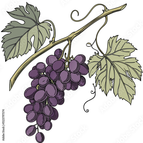 A cartoonish bunch of purple grapes hangs on a vine with a large green leaf.