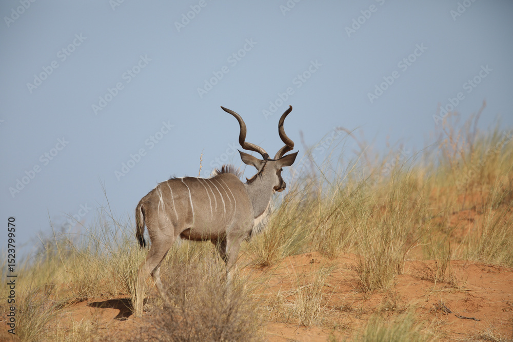 Fototapeta premium Large male kudu with spiral horns looking for food on a red Kalahari Desert dune