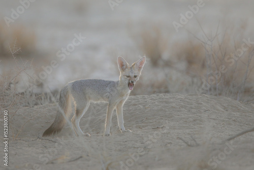 Cape fox yawning in the early morning prior to sleeping in its nearby den