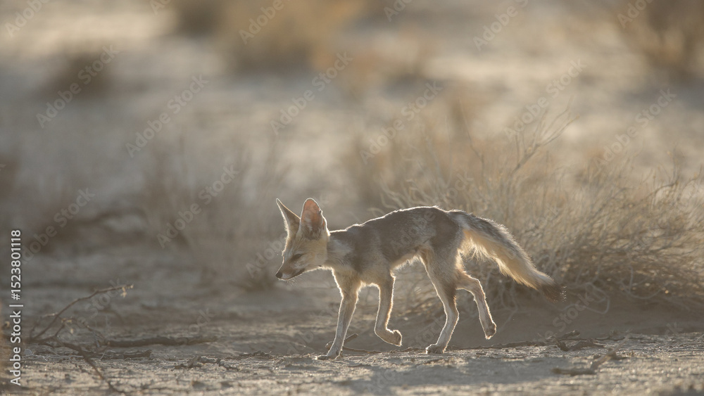 Fototapeta premium Cape fox looking for food in the arid Kalahari Desert