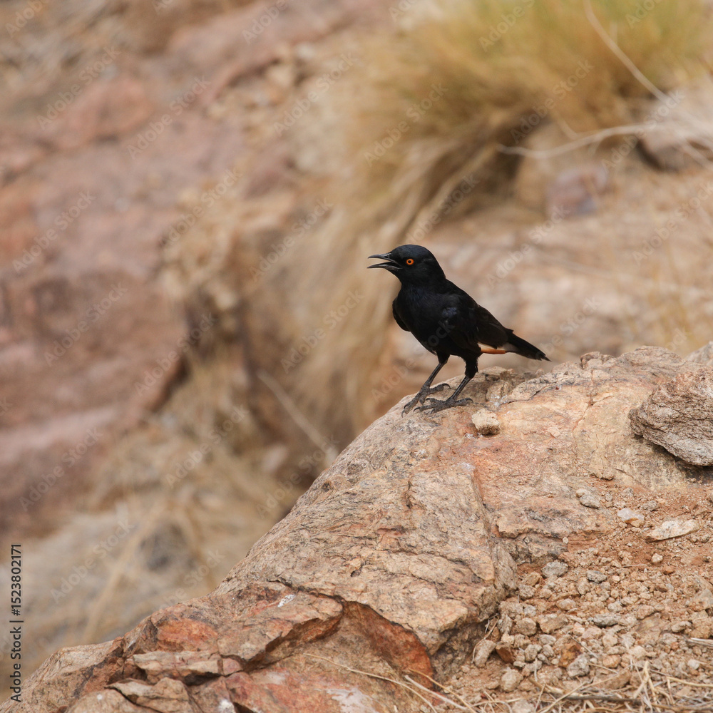 Pale-winged starling perched on a large rock while looking for food Pale-winged starling perched on a large rock while looking for food