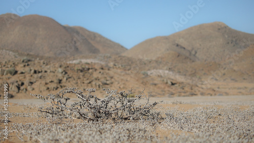 Plant growing in arid ground in front of arid landscape