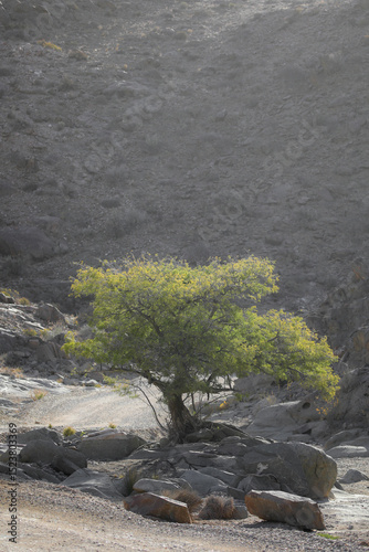 Tree growing at the base of a arid mountain