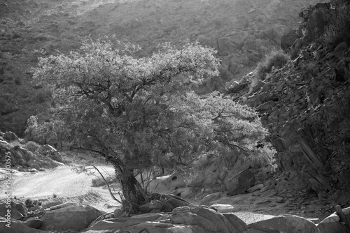 Tree growing at the base of a arid mountain