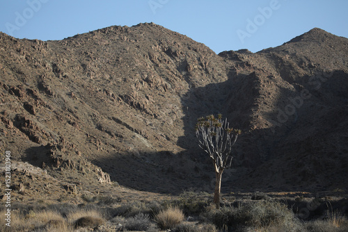 Rare quiver tree growing at a rocky arid mountain
