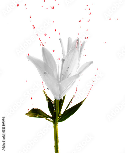 Minimal photo of a white lily with red splashes This image is also available as a signed Limited Edition physical print (not included here). The file offered on here is for digital licensing use only.