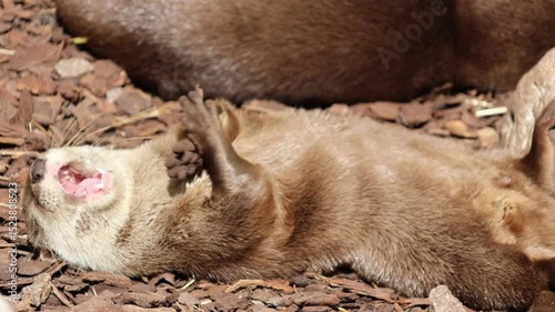Otters cuddling on the ground
