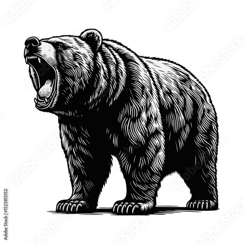 Bear Roaring Engraving black white