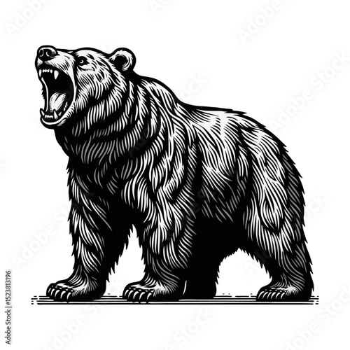 Bear Roaring Engraving black white