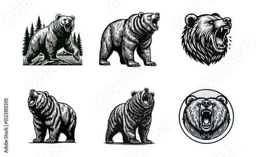 Bear Roaring Engraving black white