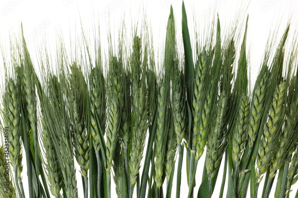 Naklejka premium Beautiful green wheat spikes on white background