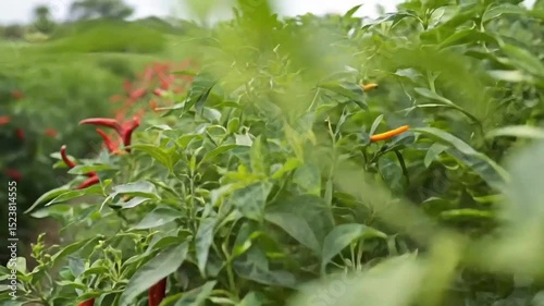 Red hot peppers vibrate on branches in green foliage