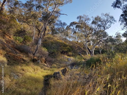 Landscape creek with gum trees in South Australia