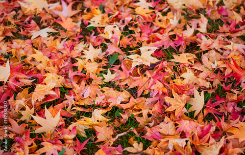 Autumn leaves fall and form a beautiful background