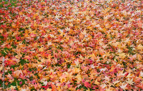 the beautiful colors of autumn