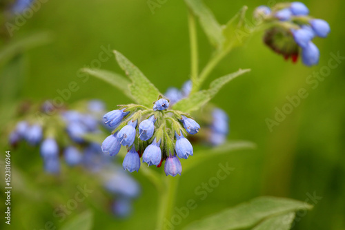 Flowers of rough comfrey on a green meadow. Medicinal plants, herbal medicine