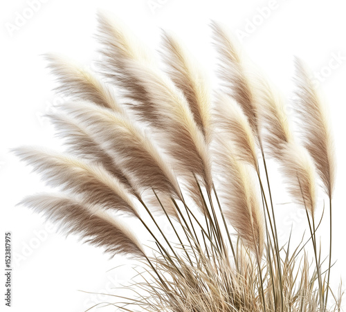 Beautiful pampas grass, transparent background