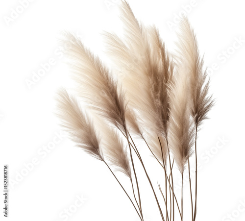 A flourishing bunch of pampas grass, isolated on a transparent background