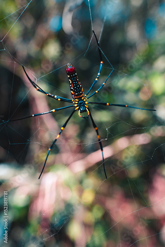 Spider on a spider web photo