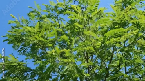 the green foliage of the acacia tree in sunny weather, a beautiful acacia tree in May in spring