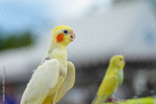 yellow cockatiel parrot free flying bird
