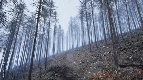Misty forest on a burnt hillside photo