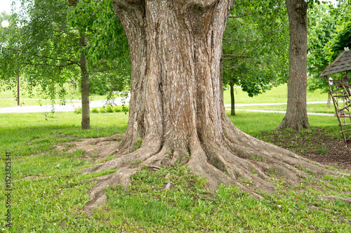 Natural background. Roots of a mighty oak tree close up