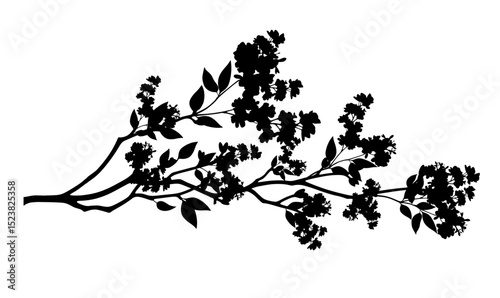 Lilac branch