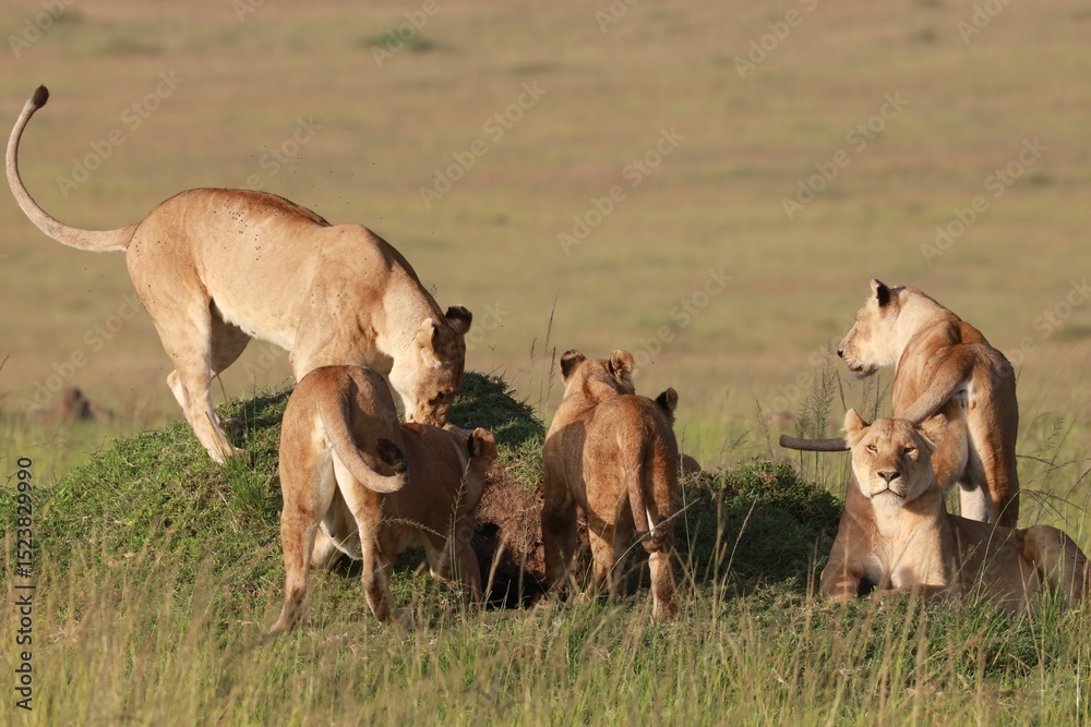 Obraz premium Pride of Lions in African Savannah