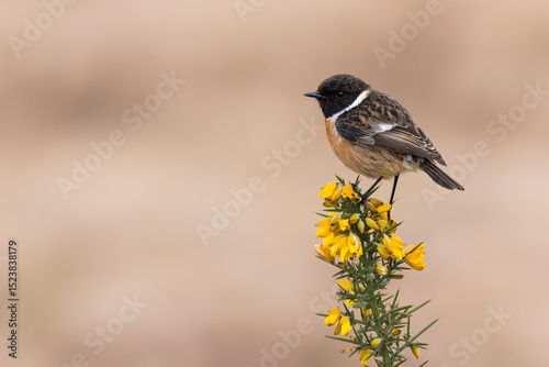 Male Stonechat, Saxicola rubicola, perched on top of a gorse bush, Dumfries & Galloway, Scotland