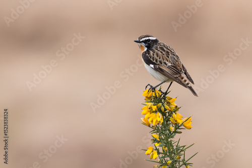 Male Whinchat, Saxicola rubetra, perched on gorse flowers, Dumfries & Galloway, Scotland