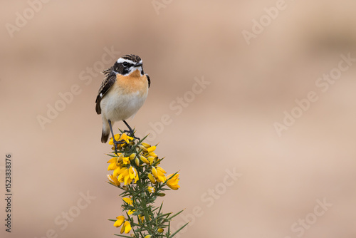 Male Whinchat, Saxicola rubetra, perched on gorse flowers, Dumfries & Galloway, Scotland