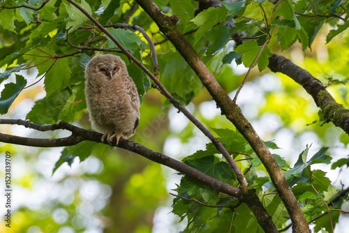 Tawny Owl, Strix aluco, chick fledging in a tree, Dumfries & Galloway, Scotland
