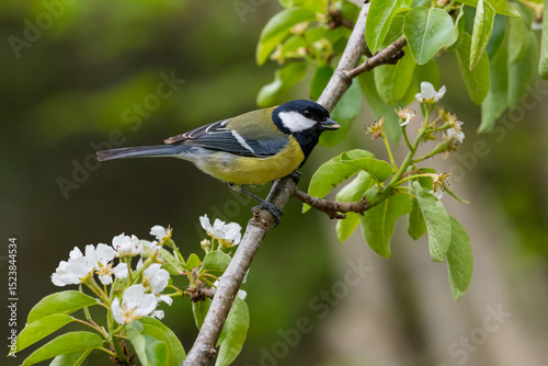 Tableau sur toile Great Tit, Parus major, in a pear tree, Dumfries & Galloway, Sctoland