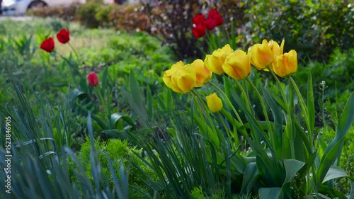 Red and yellow tulips sway in a strong wind in a small town flowerbed. B roll