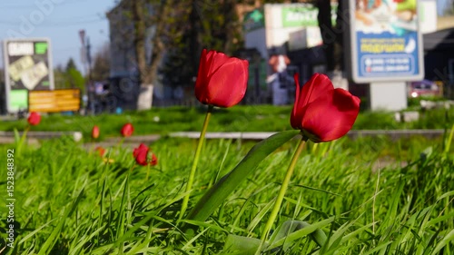 Red tulips sway in a strong wind in a small town flowerbed. B roll