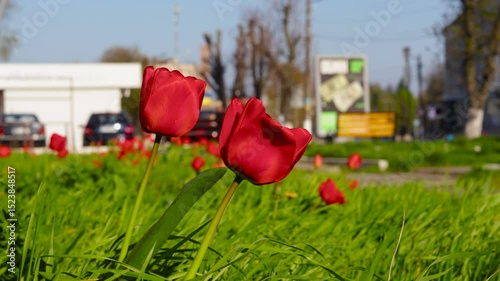 Red tulips sway in a strong wind in a small town flowerbed. B roll