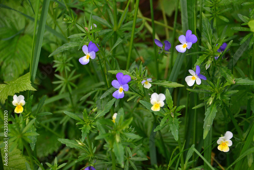 Fototapeta Naklejka Na Ścianę i Meble -  A vibrant display of wildflowers and pansies blooming in a sunny meadow
