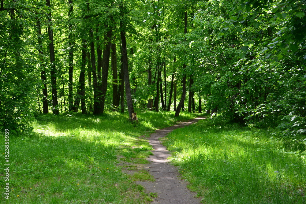 Obraz premium A summer wallpaper with a path winding through a lush green forest