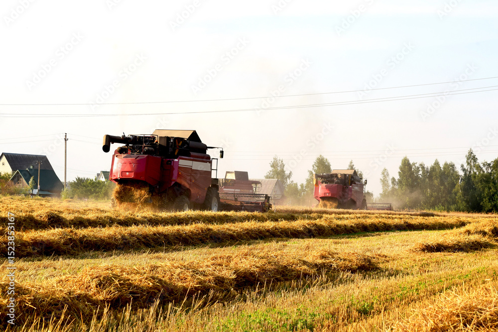 Obraz premium Combine harvesters harvest the wheat field. 