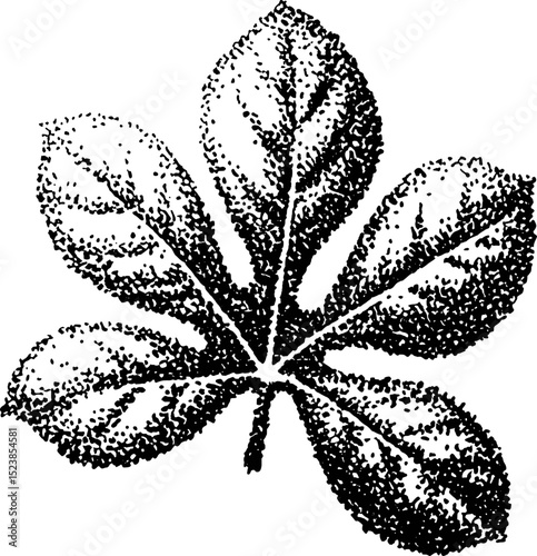 Stippled illustration of a five lobed leaf