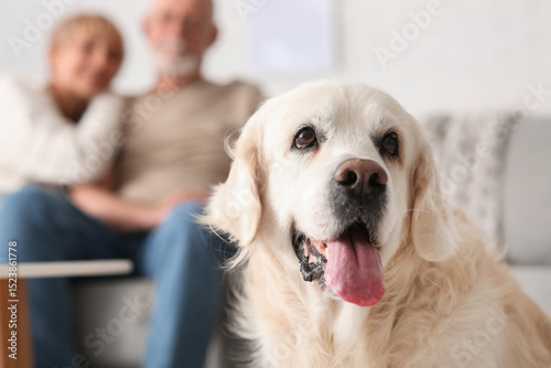 Cute Labrador dog and matur...